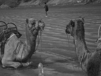 Rear view of man walking by camels resting at sandy beach