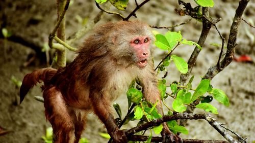 Close-up of monkey on plant