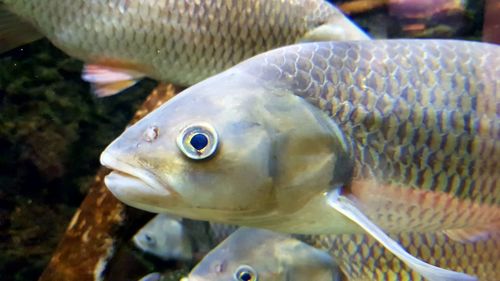 Close-up of fish swimming in aquarium