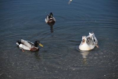 High angle view of ducks swimming on lake