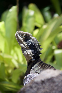 Close-up of iguana on stone amidst plants