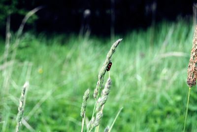 Close-up of spider on web