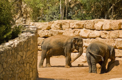 Elephant standing on rock against trees