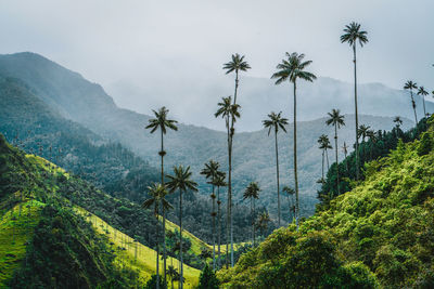 Scenic view of palm trees against sky