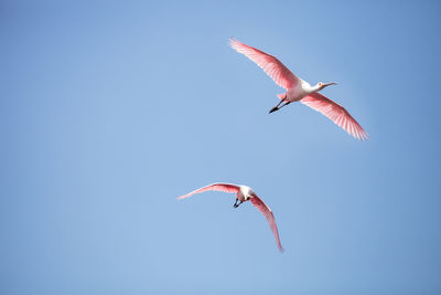 Pink spread wings of a flying roseate spoonbill bird platalea ajaja gliding over a marsh for food 