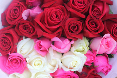 Full frame shot of red roses