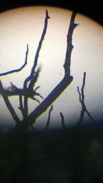 Close-up of silhouette plant against sky at night