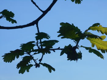 branch