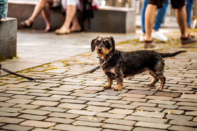 Dog standing on paving stone