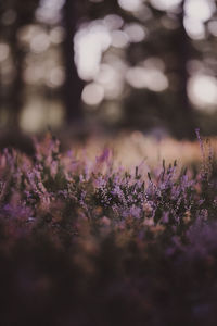 Close-up of purple flowering plants on field