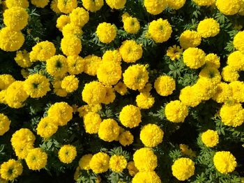 Close-up of yellow flowering plants