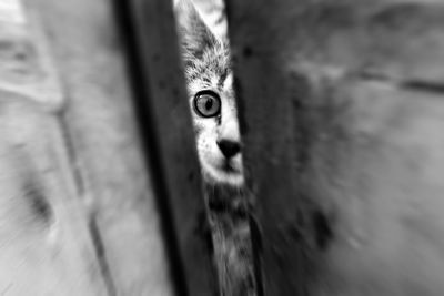 Close-up portrait of a cat