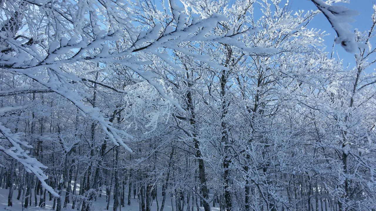 snow, winter, cold temperature, season, weather, frozen, tree, tranquility, covering, nature, beauty in nature, tranquil scene, scenics, white color, bare tree, branch, cold, covered, snow covered, non-urban scene