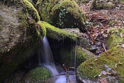 Scenic view of waterfall in forest