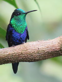 Close-up of bird perching on branch