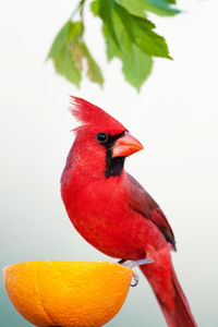 Close-up of bird perching on red fruit