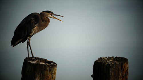 Close-up of bird perching on wooden post