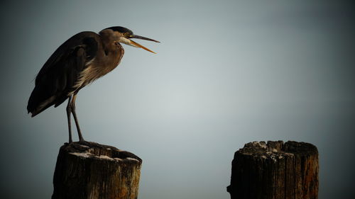 Close-up of heron bird perching on wooden post