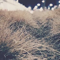 Close-up of dry grass on field