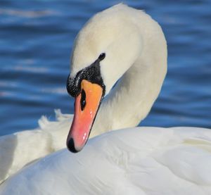 Close-up of bird in water