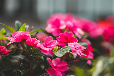 Close-up of pink flowering plants