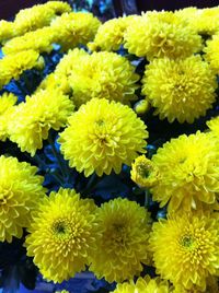 Close-up of yellow flower