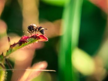 Close-up of insect on flower