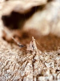 Close-up of spider web on a tree