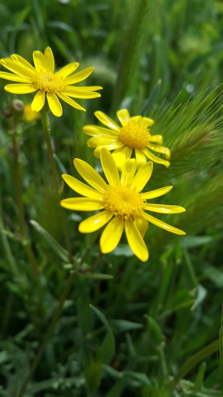 CLOSE-UP OF YELLOW FLOWERING PLANT