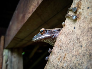 Close-up of a bird