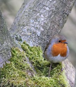 Bird perching on leaf