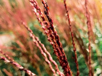 Close-up of plant