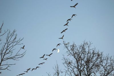 Low angle view of birds flying against clear sky