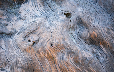 Full frame shot of wood tree