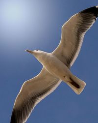 Low angle view of seagull flying against clear blue sky