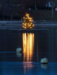 Illuminated tree by lake at night