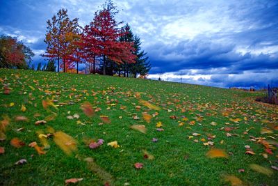 Scenic view of autumn leaves on grassy field against cloudy sky at park