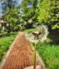 Close-up of dandelion flower