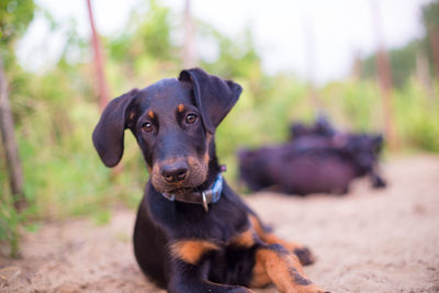 Portrait of dog sitting on land