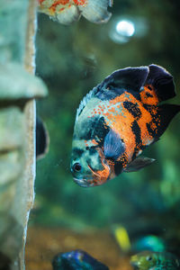 Close-up of fish swimming in sea