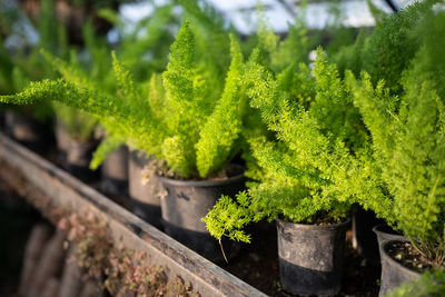 Asparagus plant with lush green twigs in miniature pots placed on shelves of greenhouse close up