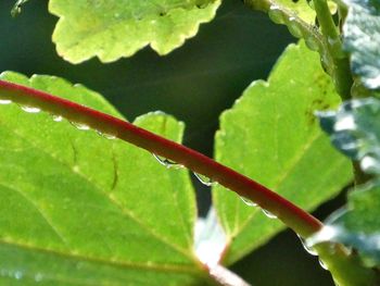 Close-up of wet leaves