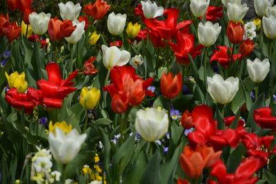 Close-up of multi colored tulips