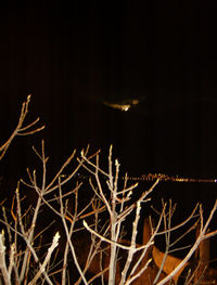 Close-up of illuminated christmas lights against sky at night