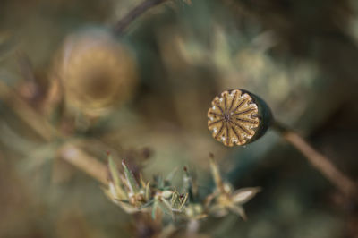 plant