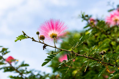 Close-up of pink flowering plant against sky