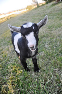 Portrait of kid goat on grassy field