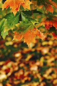 Close-up of maple leaves