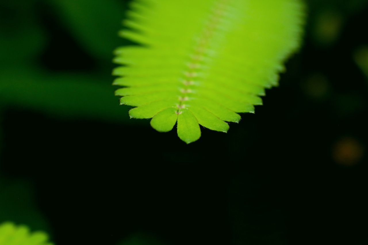 CLOSE-UP OF GREEN LEAVES