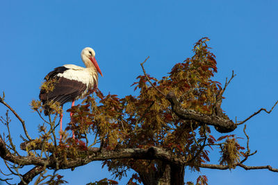 Low angle view of bird perching on tree